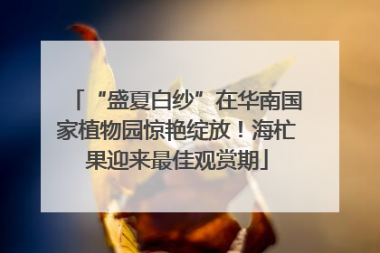 “盛夏白纱”在华南国家植物园惊艳绽放！海杧果迎来最佳观赏期
