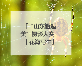 “山东邂逅美”摄影大赛｜花海写生