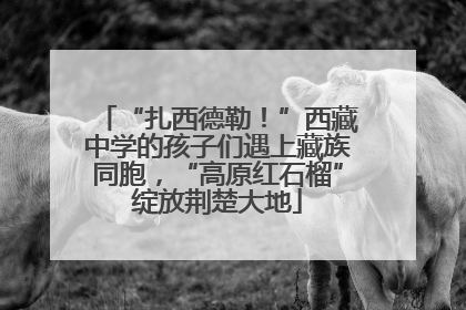 “扎西德勒！”西藏中学的孩子们遇上藏族同胞，“高原红石榴”绽放荆楚大地