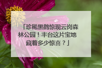 珍稀黑鹳惊现云岗森林公园！丰台这片宝地藏着多少惊喜？