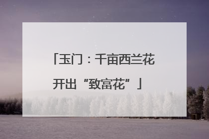 玉门：千亩西兰花开出“致富花”