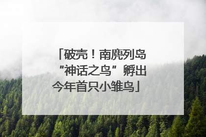 破壳！南麂列岛“神话之鸟”孵出今年首只小雏鸟