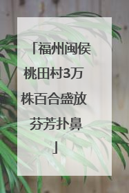福州闽侯桃田村3万株百合盛放 芬芳扑鼻