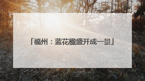 福州：蓝花楹盛开成一景