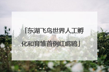 东湖飞鸟世界人工孵化和育雏首例红嘴鸥
