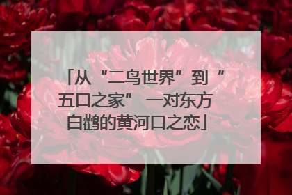 从“二鸟世界”到“五口之家” 一对东方白鹳的黄河口之恋