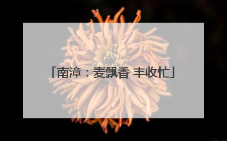 南漳：麦飘香 丰收忙