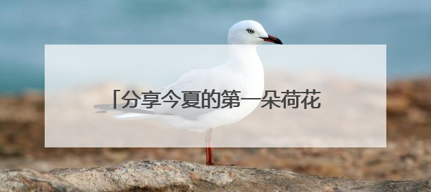 分享今夏的第一朵荷花！来杨浦这座公园吧