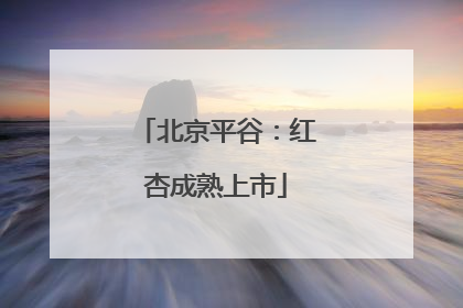 北京平谷：红杏成熟上市