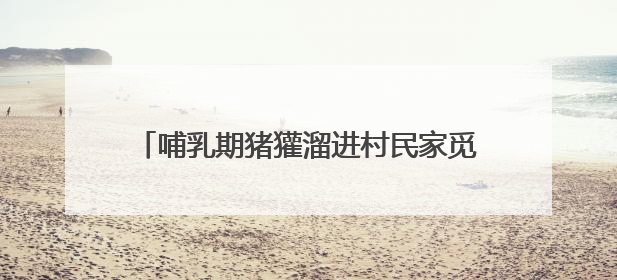 哺乳期猪獾溜进村民家觅食 村民救助后将其放生