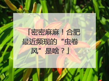 密密麻麻！合肥最近频现的“虫卷风”是啥？