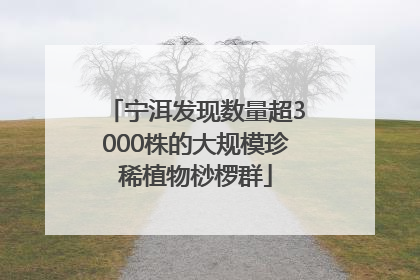 宁洱发现数量超3000株的大规模珍稀植物桫椤群