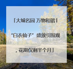 大城名园 万物和谐│“白衣仙子”盛放引围观，花期仅剩半个月