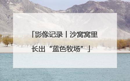 影像记录丨沙窝窝里长出“蓝色牧场”