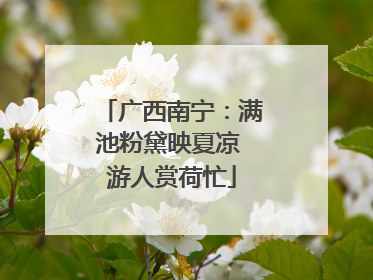 广西南宁：满池粉黛映夏凉 游人赏荷忙