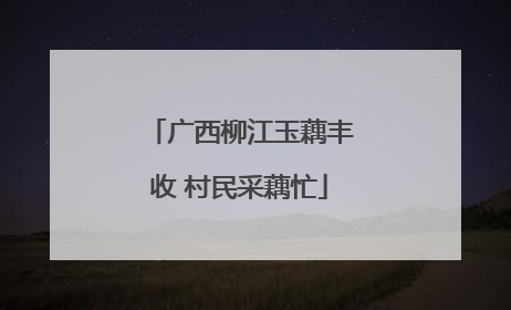 广西柳江玉藕丰收 村民采藕忙