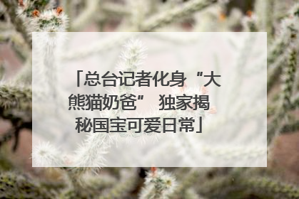 总台记者化身“大熊猫奶爸” 独家揭秘国宝可爱日常