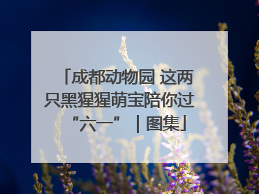 成都动物园 这两只黑猩猩萌宝陪你过“六一”｜图集