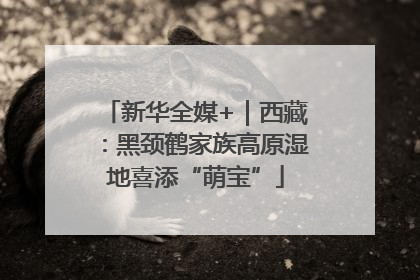 新华全媒+｜西藏：黑颈鹤家族高原湿地喜添“萌宝”