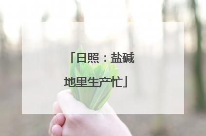日照：盐碱地里生产忙