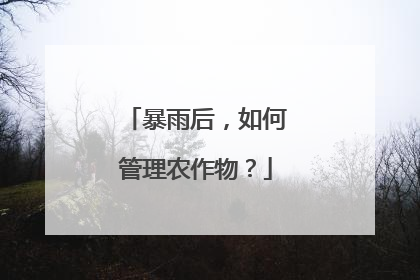 暴雨后，如何管理农作物？