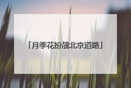 月季花扮靓北京道路