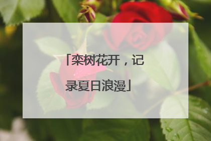 栾树花开，记录夏日浪漫