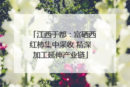 江西于都：富硒西红柿集中采收 精深加工延伸产业链