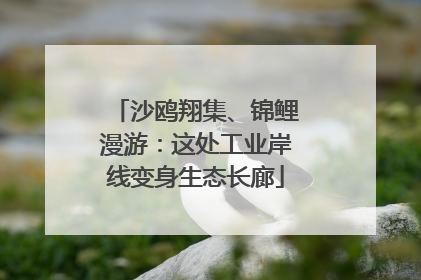 沙鸥翔集、锦鲤漫游：这处工业岸线变身生态长廊