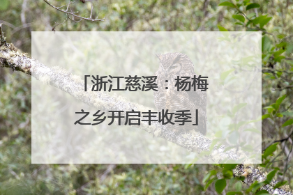 浙江慈溪：杨梅之乡开启丰收季