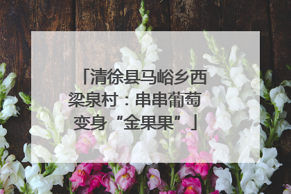 清徐县马峪乡西梁泉村：串串葡萄变身“金果果”