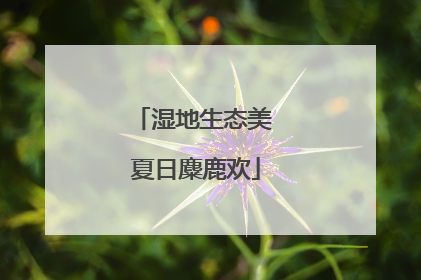 湿地生态美 夏日麋鹿欢