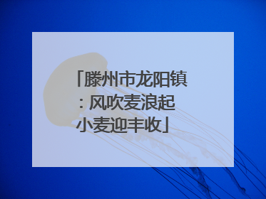 滕州市龙阳镇：风吹麦浪起 小麦迎丰收
