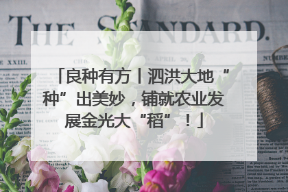 良种有方丨泗洪大地“种”出美妙，铺就农业发展金光大“稻”！