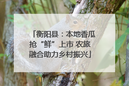 衡阳县：本地香瓜抢“鲜”上市 农旅融合助力乡村振兴