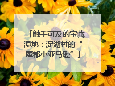 触手可及的宝藏湿地：淀湖村的“魔都小亚马逊”