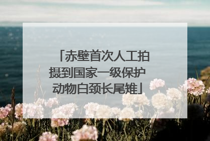 赤壁首次人工拍摄到国家一级保护动物白颈长尾雉