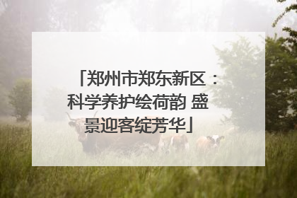 郑州市郑东新区：科学养护绘荷韵 盛景迎客绽芳华