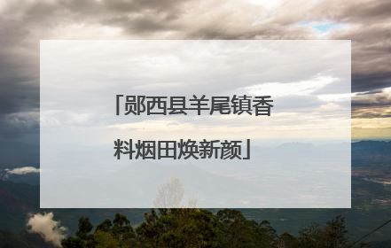 郧西县羊尾镇香料烟田焕新颜