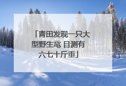青田发现一只大型野生鼋 目测有六七十斤重