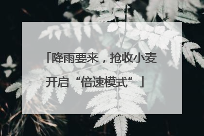 降雨要来，抢收小麦开启“倍速模式”