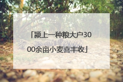颍上一种粮大户3000余亩小麦喜丰收