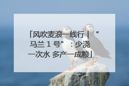 风吹麦浪一线行｜“马兰 1 号”：少浇一次水 多产一成粮