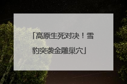 高原生死对决！雪豹突袭金雕巢穴