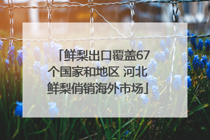 鲜梨出口覆盖67个国家和地区 河北鲜梨俏销海外市场