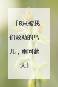 8只被我们救助的鸟儿，重回蓝天